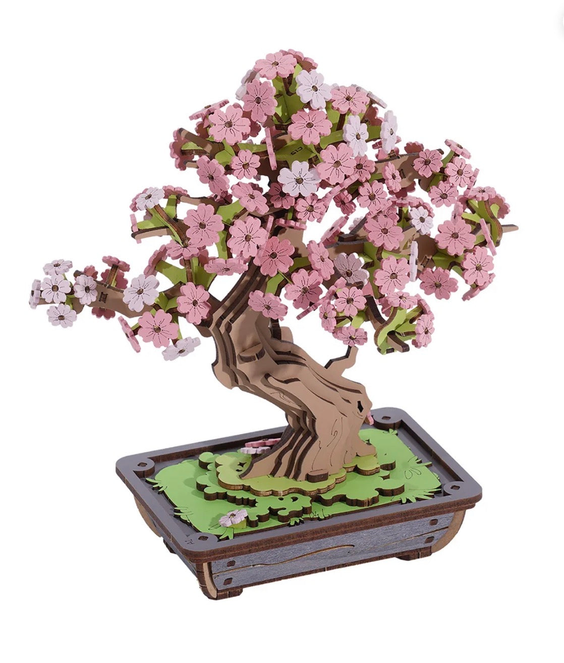 Sakura Bonsai
